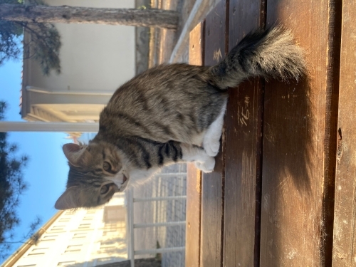Askeriyede baktığımız miniğe yuva arıyoruz fotoğraf