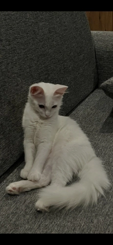 Bembeyaz Çok Uslu Çok Tatlı Yavru fotoğraf