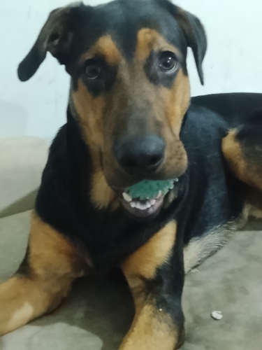 DOBERMAN 6 AYLİK fotoğraf