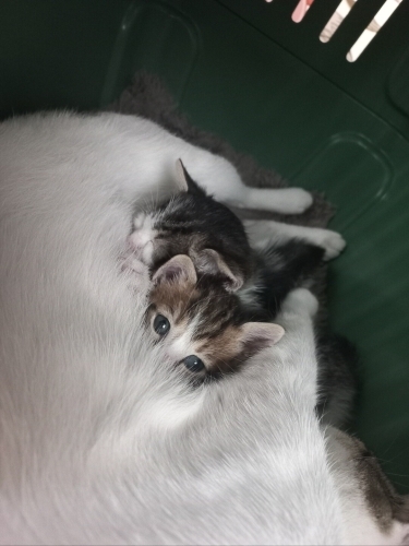 ÜCRETSİZ KALICI YAVRU KEDİ SAHİPLENDİRME fotoğraf