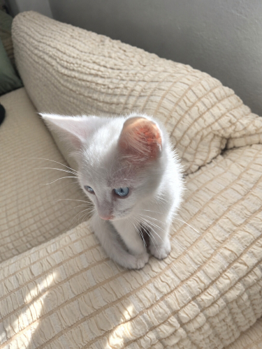 Minik Yavru Kedi Yuvasını Arıyor fotoğraf