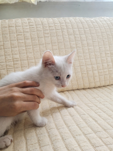 Minik Yavrumuz yuva arıyor fotoğraf