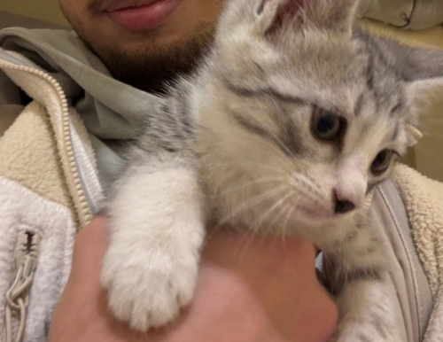 2 aylık erkek tekir kedi mamaya kuma alışık fotoğraf