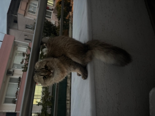Sevimli bal isimli kedimize yuva arıyoruz fotoğraf
