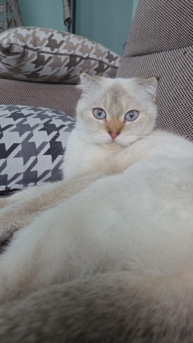 Kızımız yeni yuvasını arıyor fotoğraf