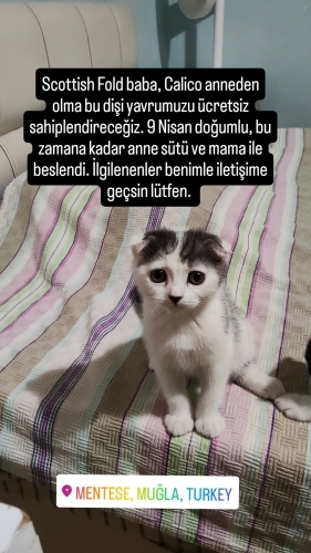 Scottish Fold Calico Kırması Yavru Kedi. fotoğraf
