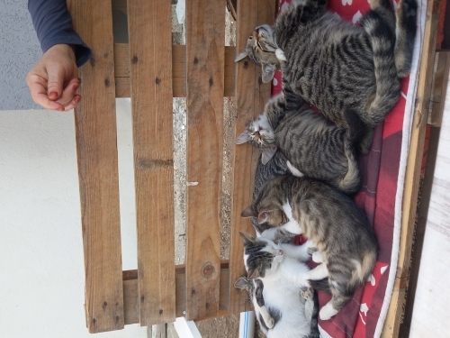 Sevimli yavrular yuva arıyor fotoğraf