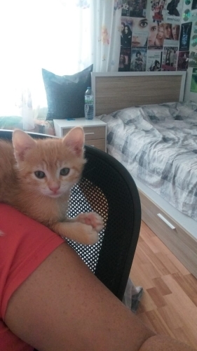 Sarman Bebeğe Acil Yuva fotoğraf
