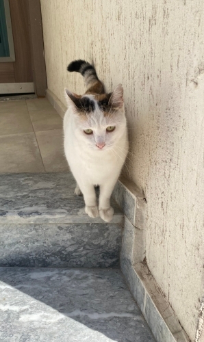 Pamuk kız Apartman kedisi fotoğraf