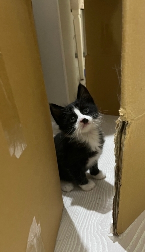 En akıllı kedi türü olan tuxedo kedişimize yuva arıyoruz fotoğraf