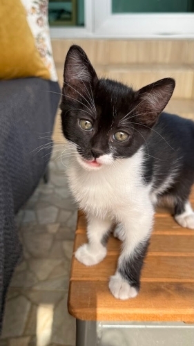 Minik Oreo sevgi dolu yuvasını arıyor 🐾🤍🖤 fotoğraf