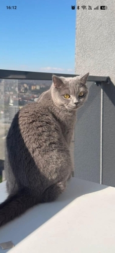 Akıllı güzel kedimize yuva arıyoruz fotoğraf