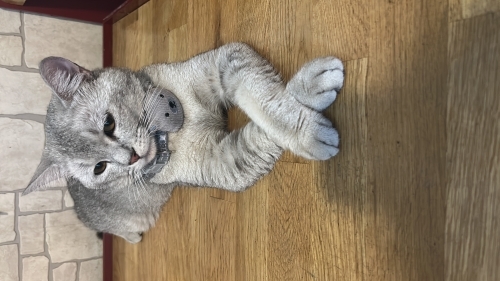 Akıllı gofret yeni yuvasını arıyor fotoğraf