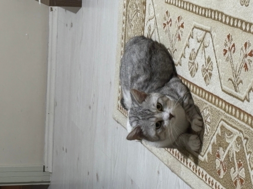 Pamuk için acil yuva aranıyor. Kısırlaştırılmamış erkek fotoğraf