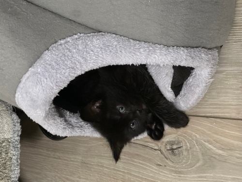 1 aylık yavru kedi erkek fotoğraf