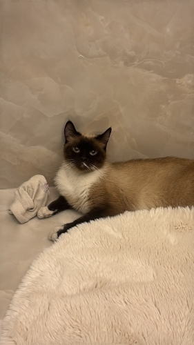 Tatlı Siyam kedi fotoğraf