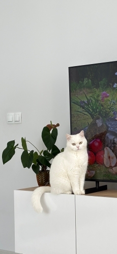 Behlül’e Ömürlük Yuva Aranıyor – Exotic Shorthair fotoğraf