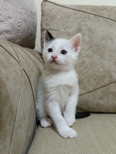 Pamuk Prens Size Gelsin Mi😻 fotoğraf