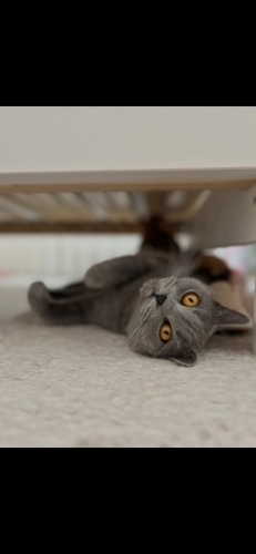 MİA🤍🥹 British Shorthair, ömürlük ve sevgi dolu yuvasını arıyor fotoğraf