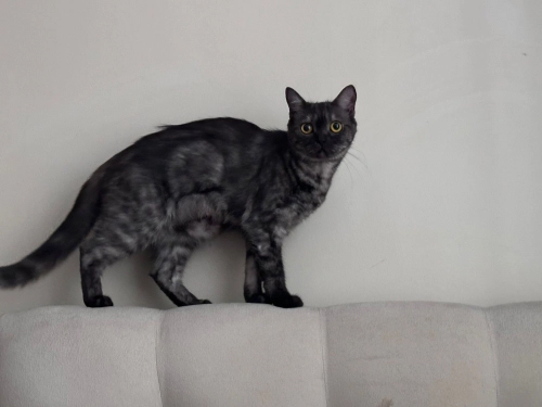 HİMALAYAN BRİTİSH KIRMASI fotoğraf