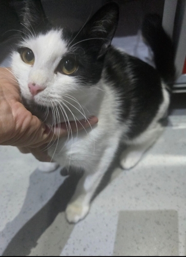 Nolan 6 aylık,Smokey.Dünya tatlısı, badem gözlü, siyah dudaklı,minik yakisikli fotoğraf