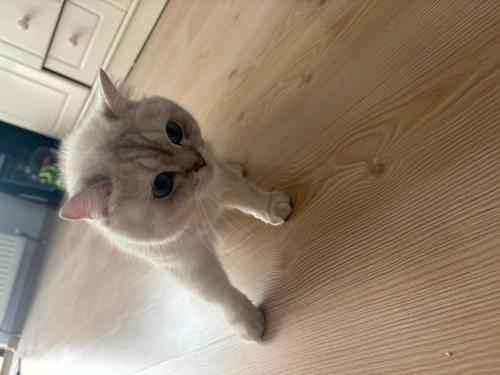Sakin uysal çok güzel bir kedi fotoğraf