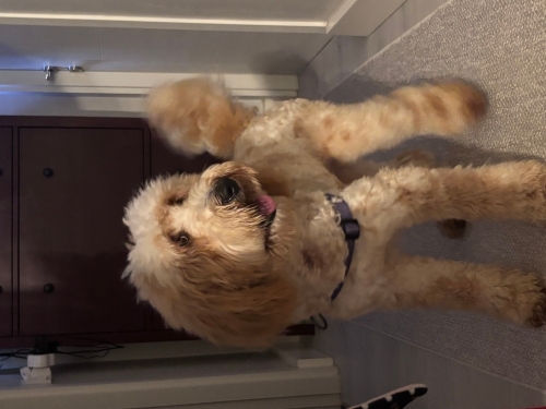 Labradoodle Cinsi yavrumuzu sahiplendiriyoruz fotoğraf