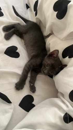 Ömürlük yuva arıyoruz 🐾 fotoğraf
