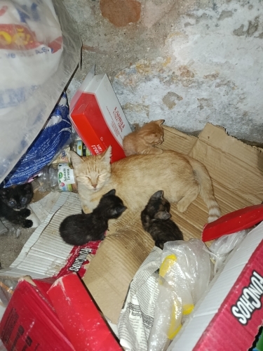 sahiplenmek isteyen olursa yavru kediler fotoğraf