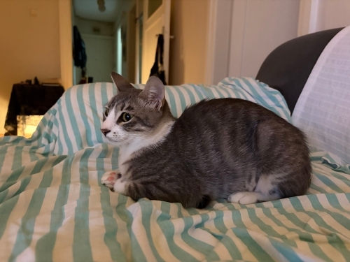 Tekir Dünya Tatlısı Kısır Kedi fotoğraf