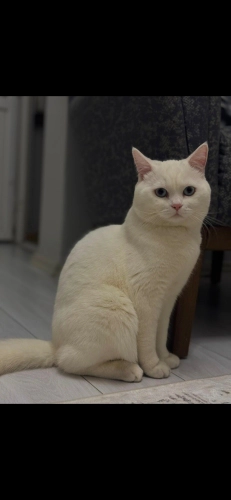 Paşamıza Ömürlük Yuva fotoğraf