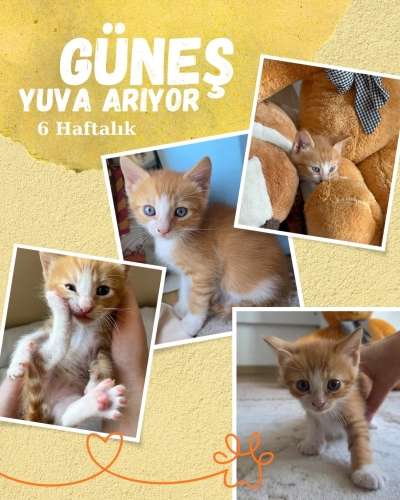 Yakışıklı ve akıllı bir bey fotoğraf