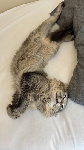 Oyuncu, Sevecen ve Tatlı Bir Yuva Arayan Güzel Kedi 🐾 fotoğraf