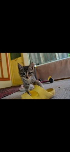 Minik yaramaz yuva fotoğraf