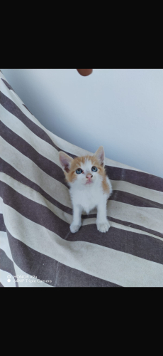 Kimsesiz Kıvanç Tatlıtüye yuva 🏡 fotoğraf