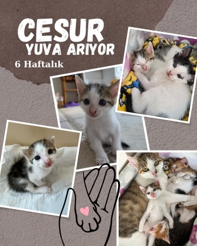 Kisirlastirmasi tarafımızca yaptirilacaktir fotoğraf