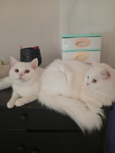 Anne kız ayrı ayrı sahiplendirme fotoğraf