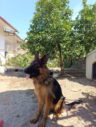 Alman kurdu Show line köpeğimiz fotoğraf