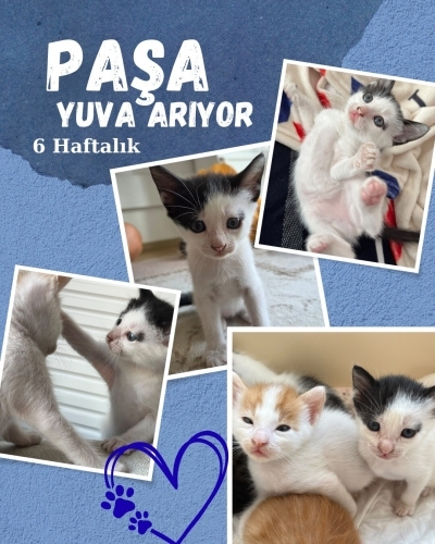 Dişi ama paşalar gibi rahat bir çocuk oldugu için adı paşa :) fotoğraf