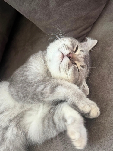Oyun aşığı sakin eğitimli bit kedi fotoğraf