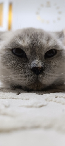 Ücretsiz sahiplenin kısır sevimli bir kedi fotoğraf