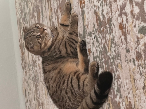 Acil yuva arıyoruz fotoğraf