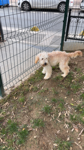 Ateşe acil yuva olur musunuz fotoğraf