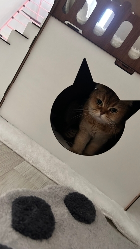 Sokakta bulduk kalıcı Yuva fotoğraf