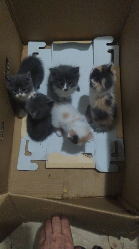 KARTONDA BULUNDU YAVRU KEDİLER fotoğraf