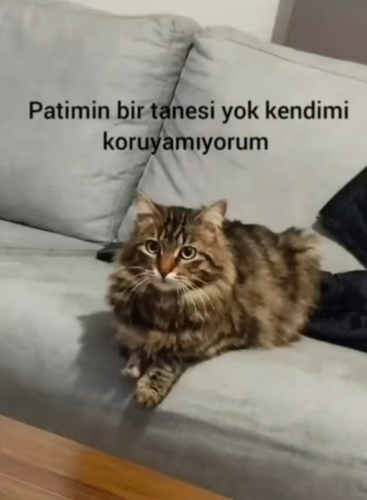 Engelli bir patisi yok kısırlaştırma yapıldı fotoğraf