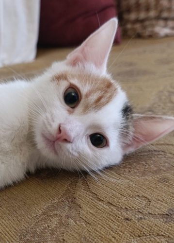 Yavru Kedi Nare Yuva Arıyor fotoğraf