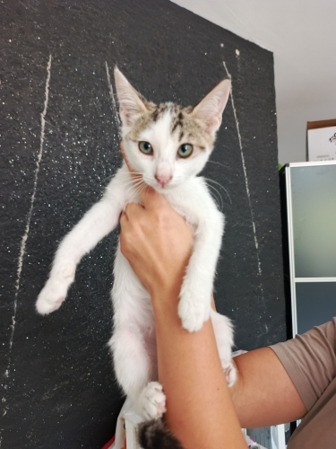 YEMYEŞİL GÖZLÜ UYSAL DÜNYA TATLISI BEBEK🐱🧿 fotoğraf