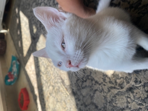 2.5 aylık dişi hareketli oyuncu biti piresi yoktur fotoğraf