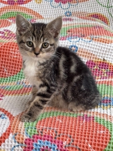 Tekir&cins melezi leopar göbekli 1 dilber :) <3 fotoğraf